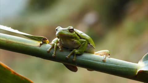 Amazing frog frog fight something that moves front of them.