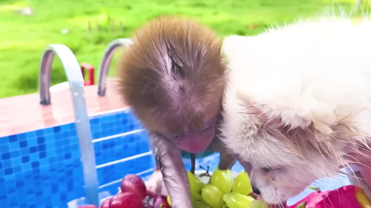 Monkey Baby Bon Bon harvest fruit in the garden and eat with puppy and duckling at the pool (1080p)