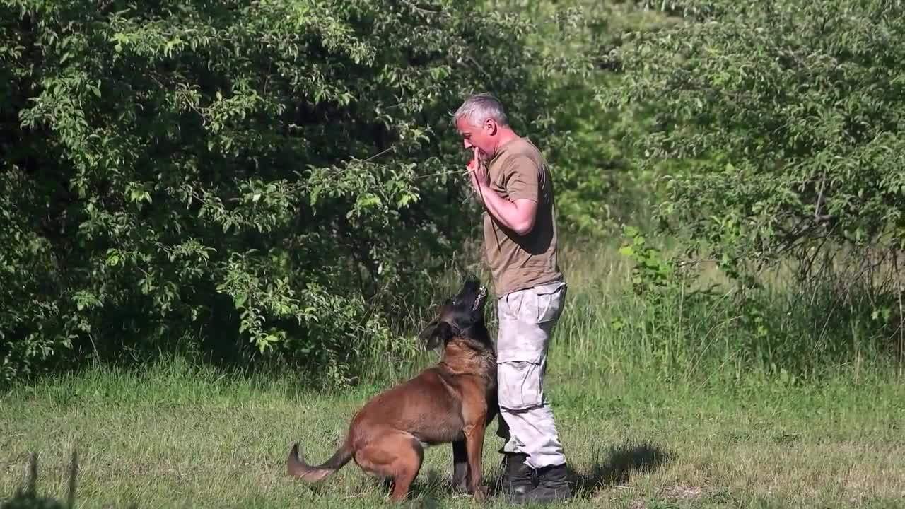 🐕 Basic Dog Training!!! – TOP 10 Essential Commands Every Dog Should Know!