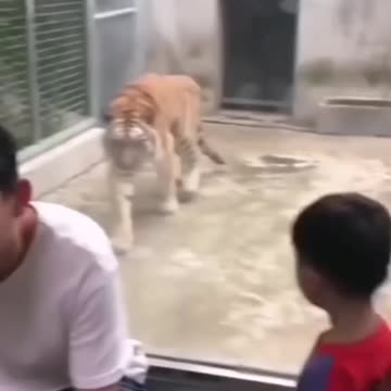 So dangerous tiger attack 🐅🤭🤭🤭🤭🤭