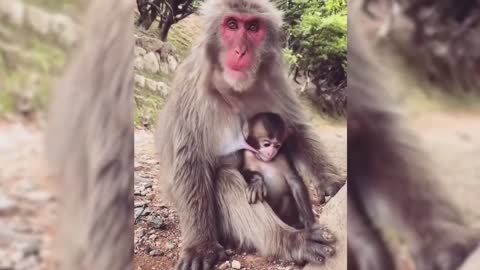 Funny monkey moments..