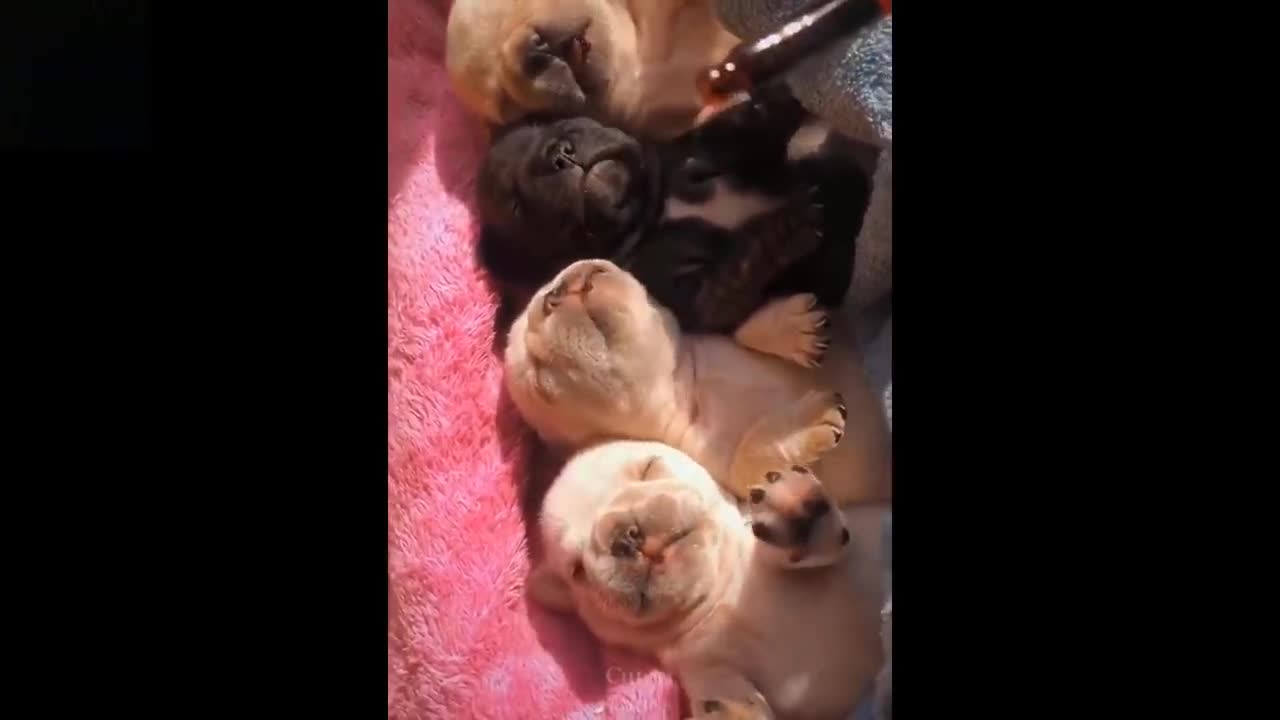 Baby Pets Video Compilation