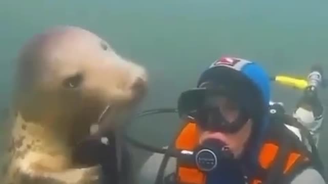 Seals playing with divers