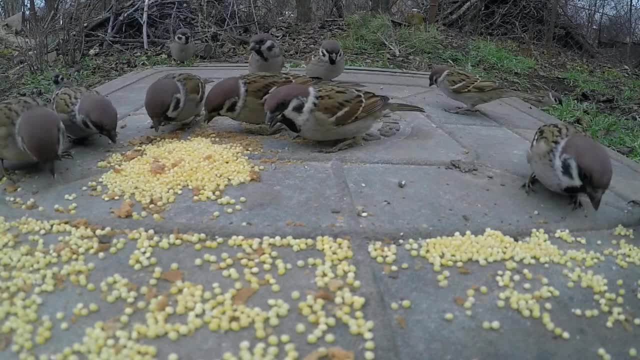 Birds