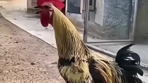 Rooster powerful song