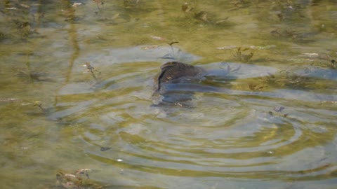 BEAUTIFUL CARP FISH AT POND