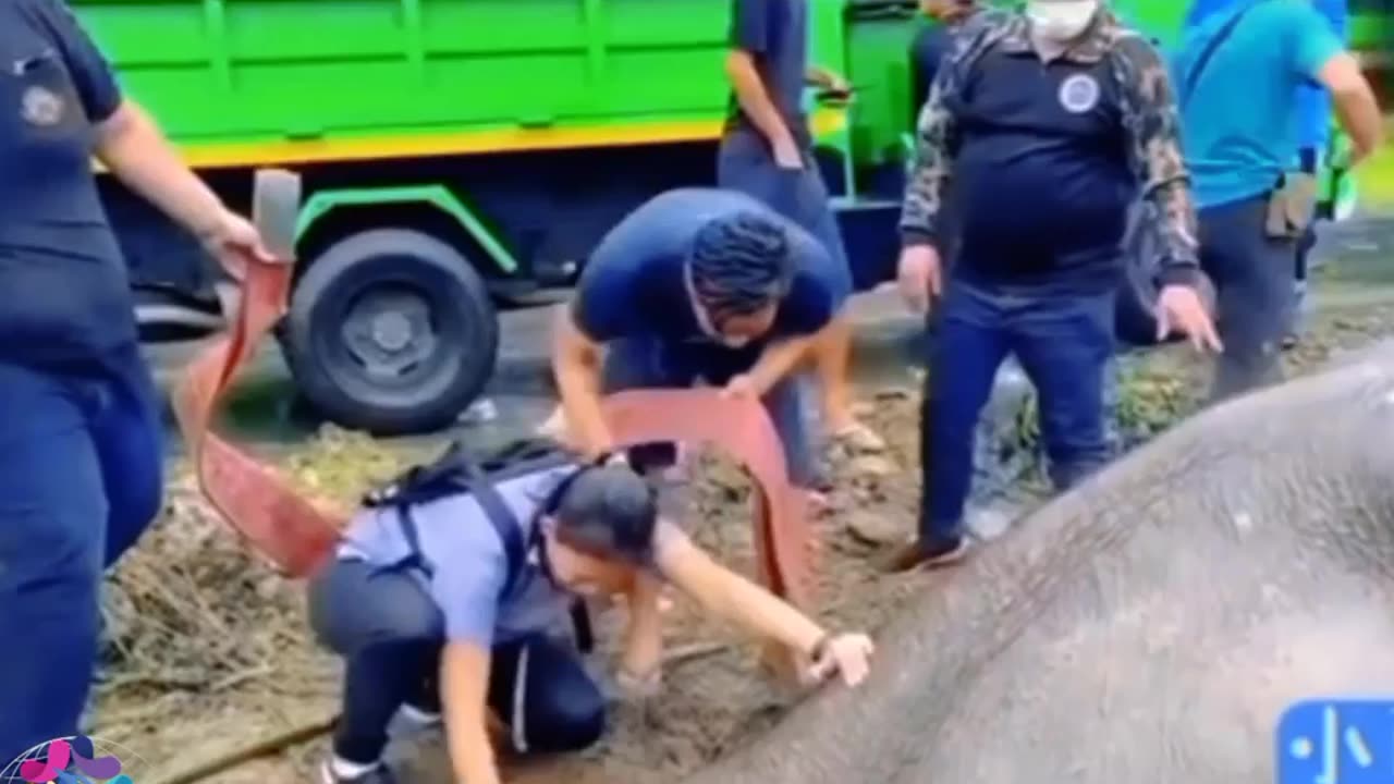 Hathi apne bacche ke liye kaise helping kar Raha hai