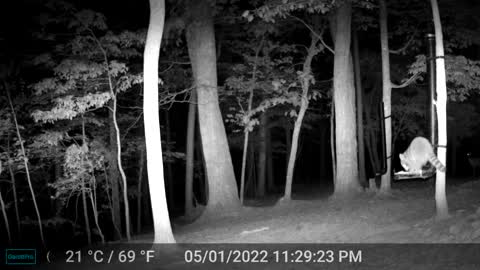 The Woods - 05/02/2022