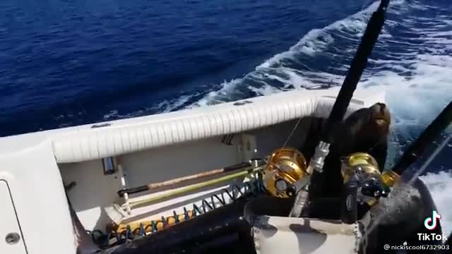 Seal swims faster then boat then jumps in for a snack