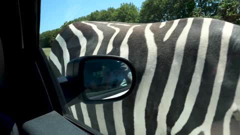 Shock from road crossing zebra