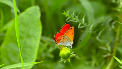 Butterfly color is beautiful