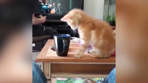 the cat who doesn't like coffee