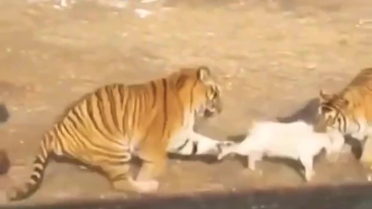 king tiger attack on goat #shorts #lions #goat goat #wildlife #shorts