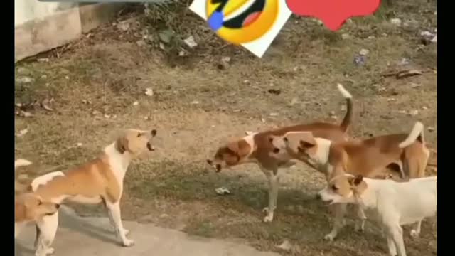 Dangerous dog fighting video 😂🤣👿