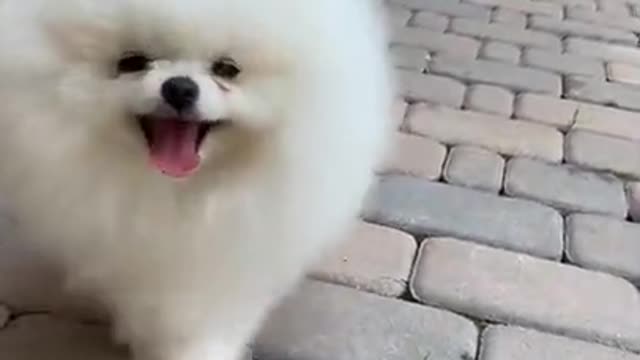 Cute Dog walking