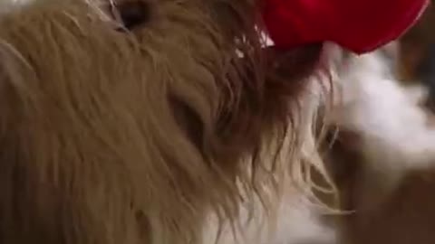 funny dog short video