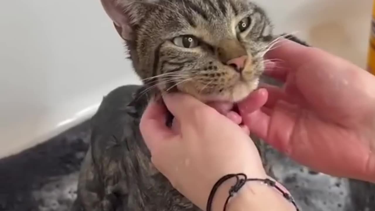 OUR_FAVORITE_TIME_OF_THE_YEAR_😹_#shorts(720p)