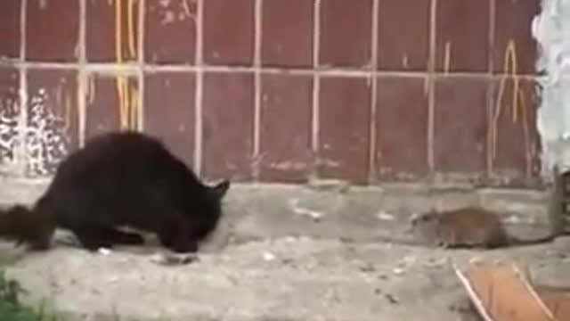 A RAT ATTACKS A CAT