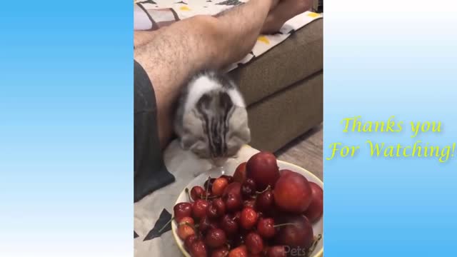 funny animals competition, try not to laugh...