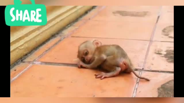 Today, baby monkey punish a puppy (difficulty breathing​)