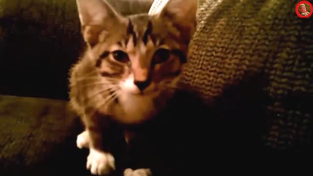 Funny Cats and Kittens Meowing Compilation