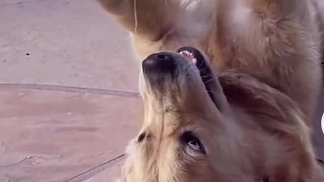 Funny Animal Videos 2022 😂 - Funniest Cats And Dogs Videos 😺😍 #36