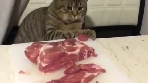 Gato comendo carne