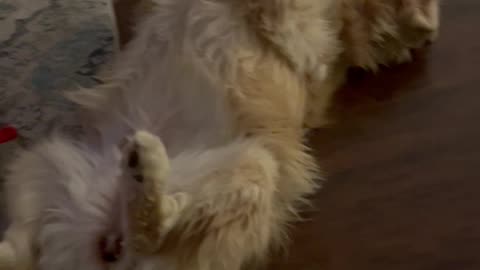 Fluffy, Tired Golden Retriever Wants Some Belly Rubs and Loving Before Sleepytime....