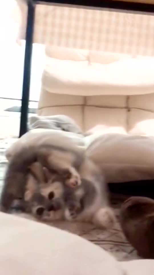 I fell down 🐱🥺🤣