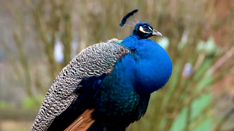 Peacock Feathers The Beauty and Mystery Behind Nature's Most Colorful Bird