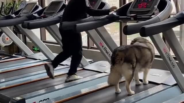 Funny Dog and Cute Dog Videos