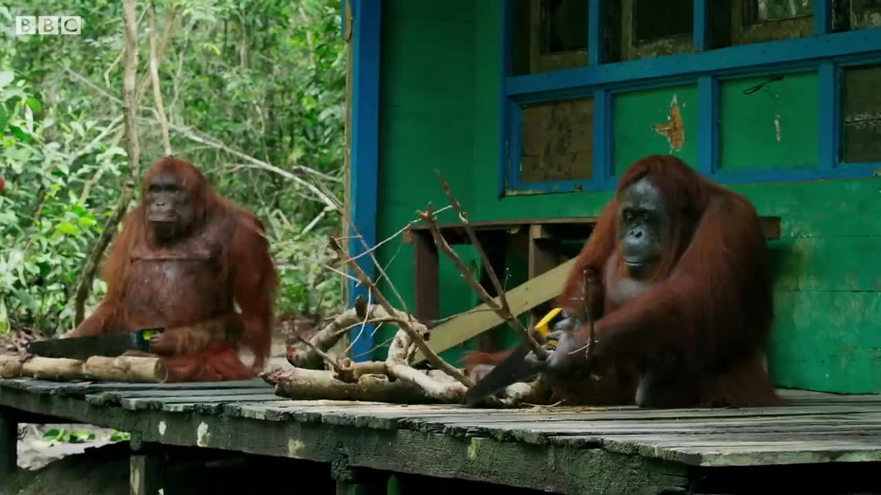 Funny Orangutan Learns to Saw Wood! | Spy In The Wild | BBC Earth