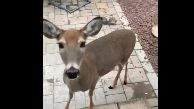 The whole forrest in your backyard