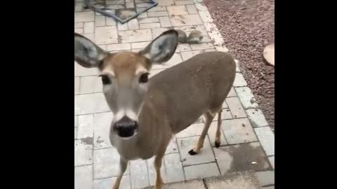 The whole forrest in your backyard