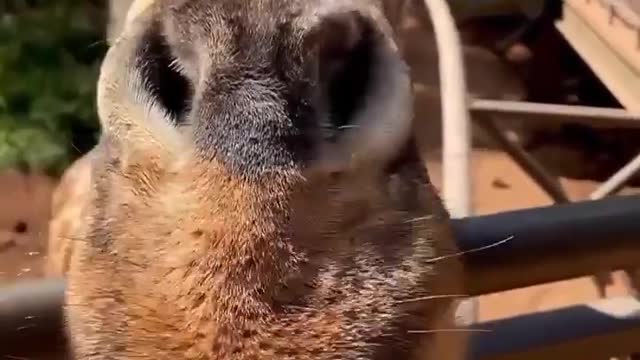 Feeding a giraffe
