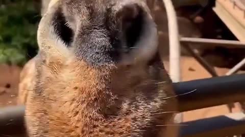 Feeding a giraffe
