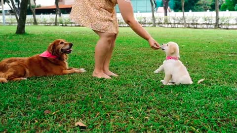 girl playing with Cute cats