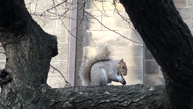 Squirrel Feasts on Oreo