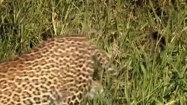 Leopard Cubs Learn to Climb | Little Big Cat | BBC Earth