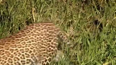 Leopard Cubs Learn to Climb | Little Big Cat | BBC Earth