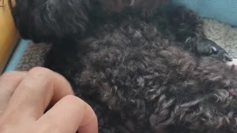 puppy
