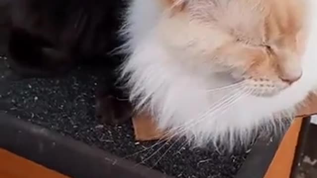 The cats split the mat, even if it was a piece of cardboard