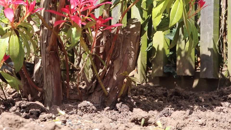 birds-king-fisher-wildlife-india