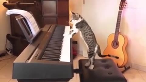 piano playing cat