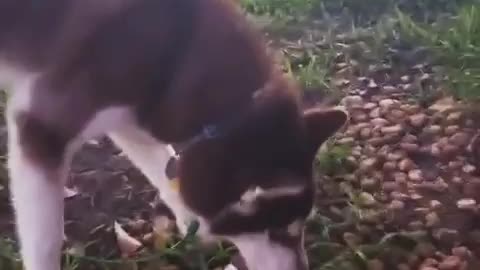 Stubborn Husky Dog Videos 😁😇 Best Funny Animal Videos 2022 😺 Funny Dog Videos 2022 😁