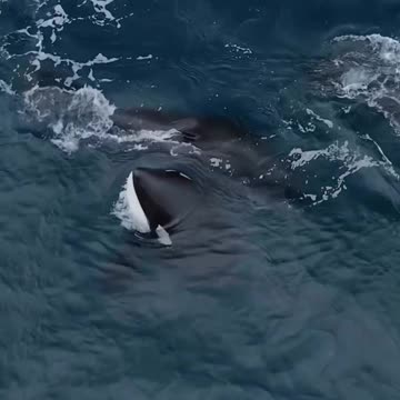 Beautiful killerwhales ❤️