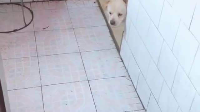 FUNNY Dog fails compilation