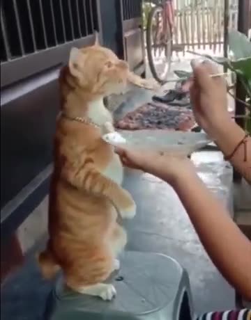 #shorts try not to laugh 2 funny animal videos