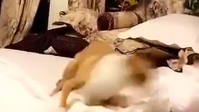 Sped up video of brown dog running in circles on bed