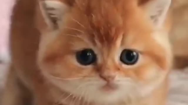 Cute Cat Funny Video shorts short cat catvideos